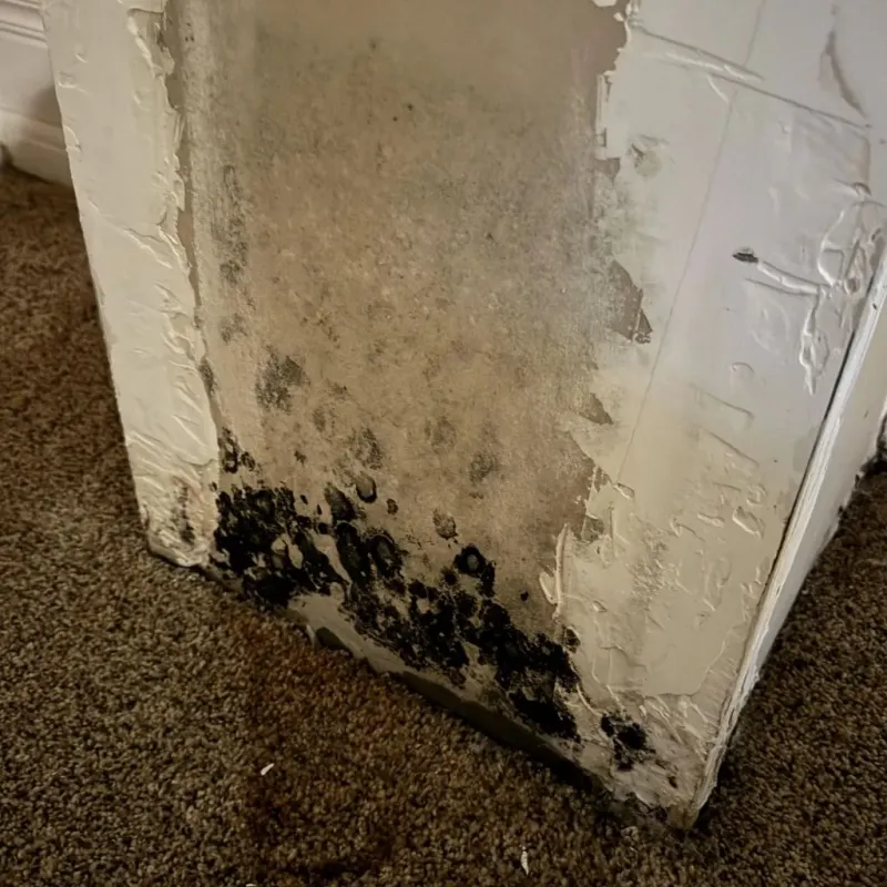 Professional Mold Removal in Foard County, TX